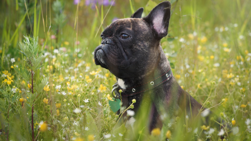  Oftast debuterar luftburna allergier när hunden är mellan ett och tre år gammal, säger veterinären Lotta Möller. Foto: Shutterstock